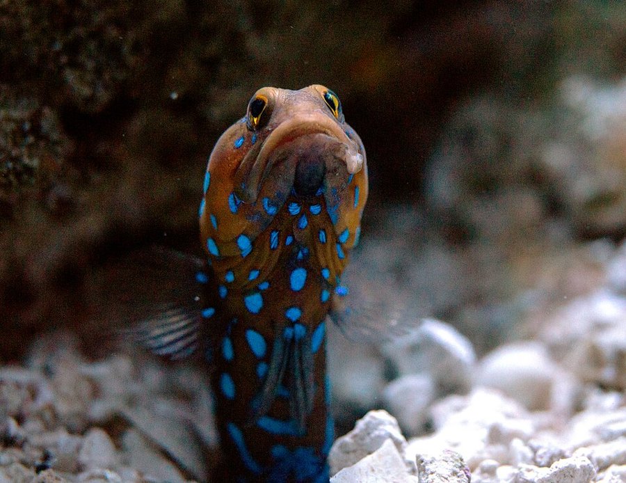 Blue-spotted jawfish (Opistognathus rosenblatti)