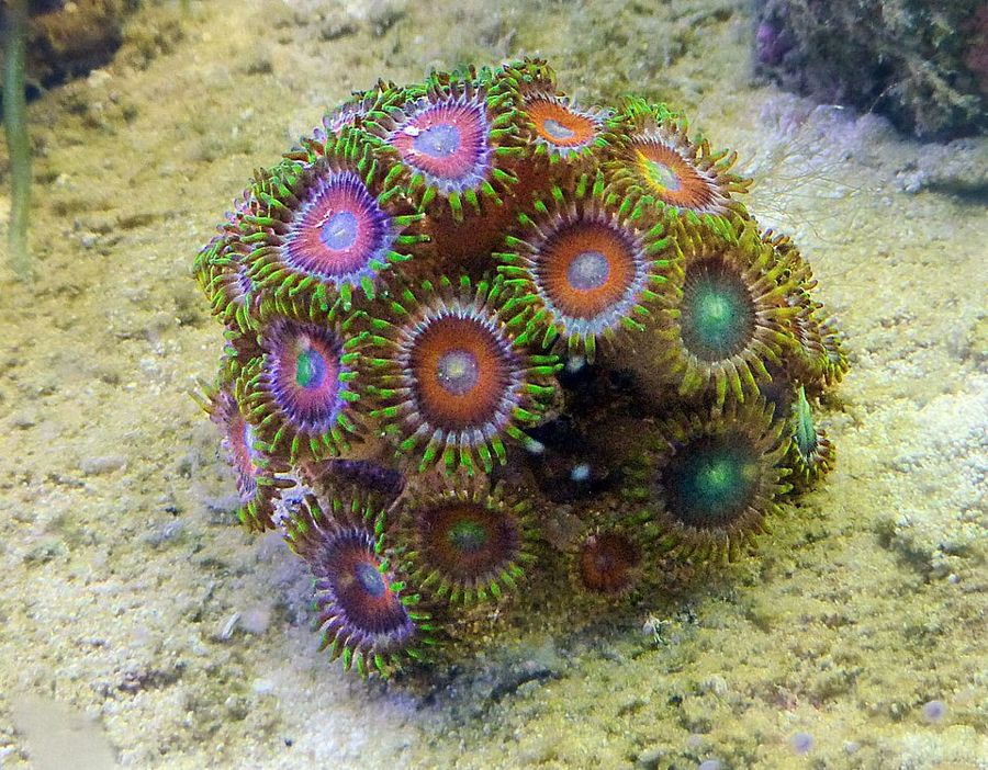 Rare named zoanthid morphs (Zoanthus spp.)