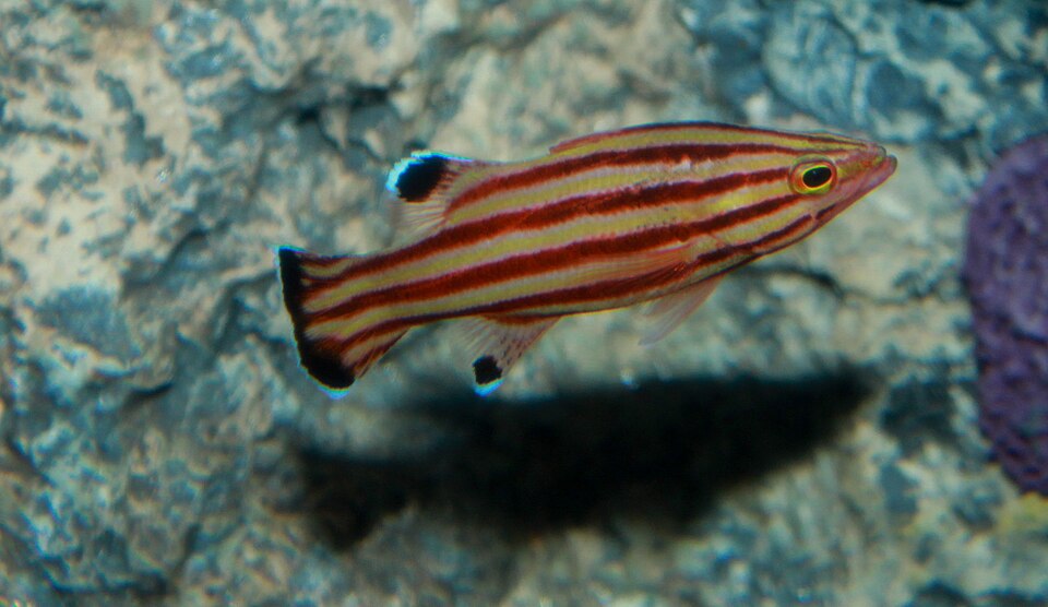 Swissguard basslet (Liopropoma rubre)