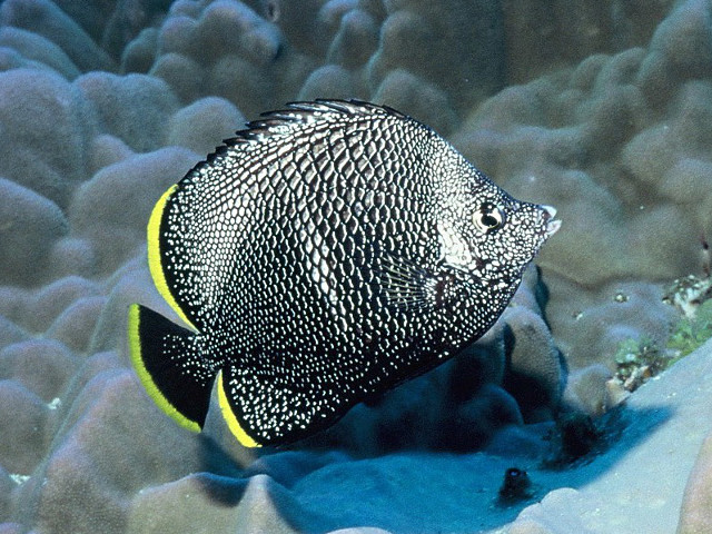 Wrought-iron butterflyfish (Chaetodon daedalma)